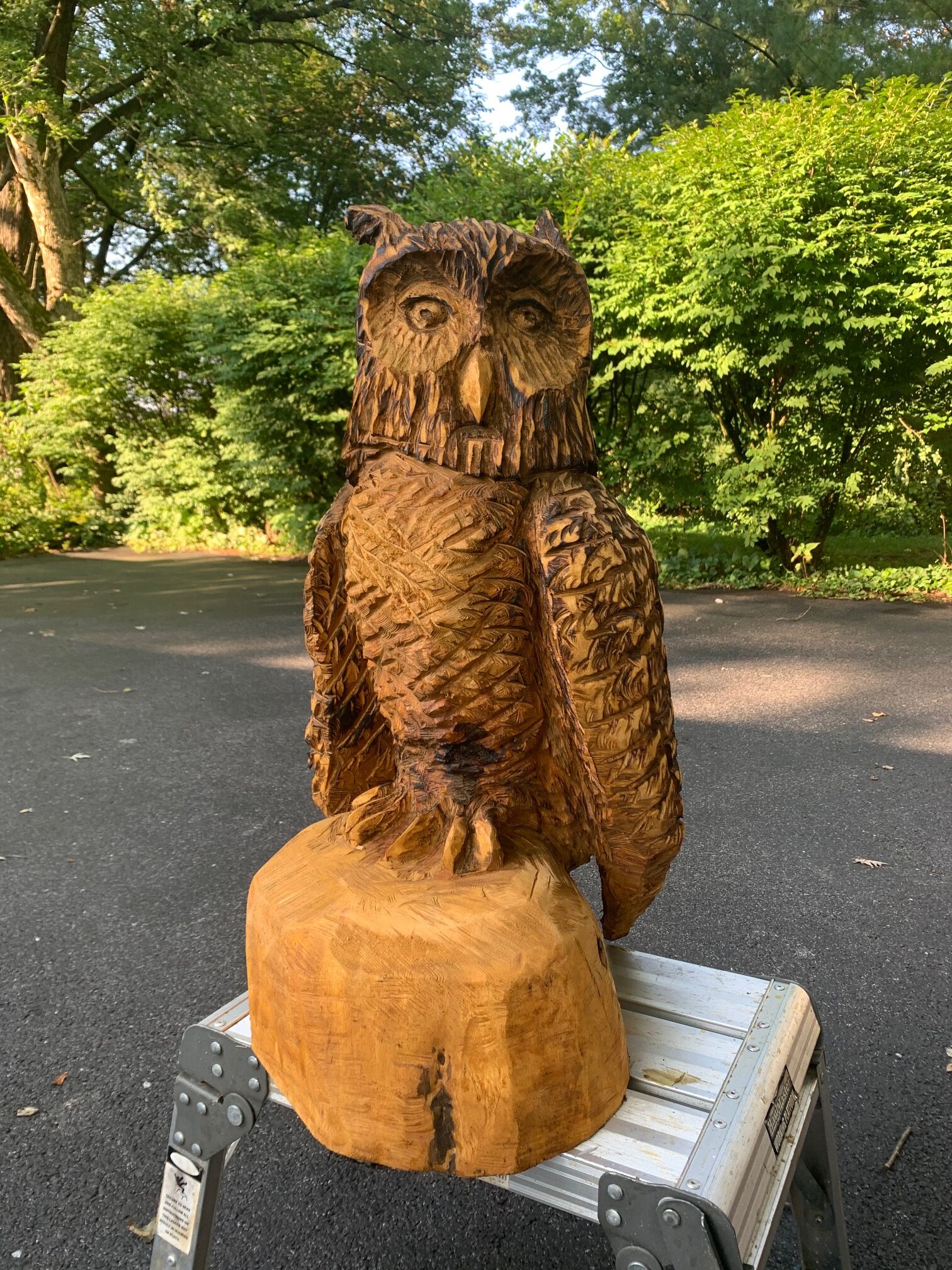 owl